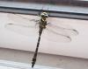 Cordulegaster boltonii